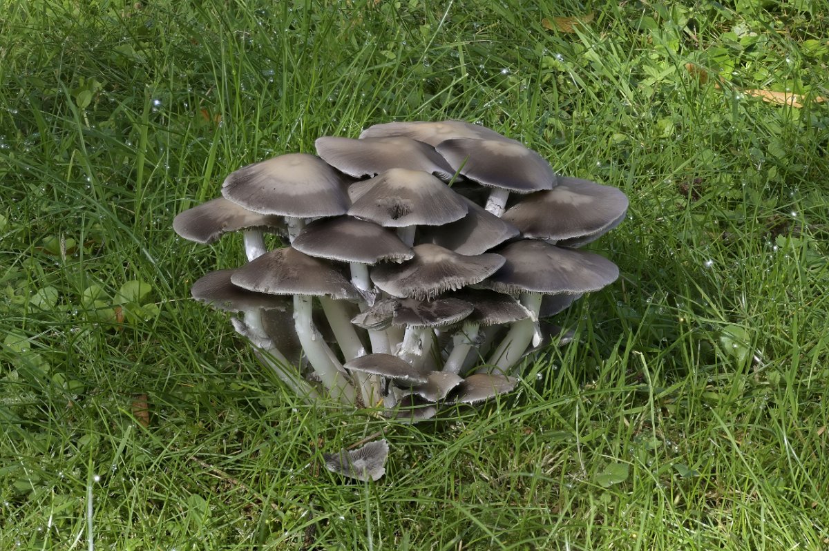 Ulrich (25)