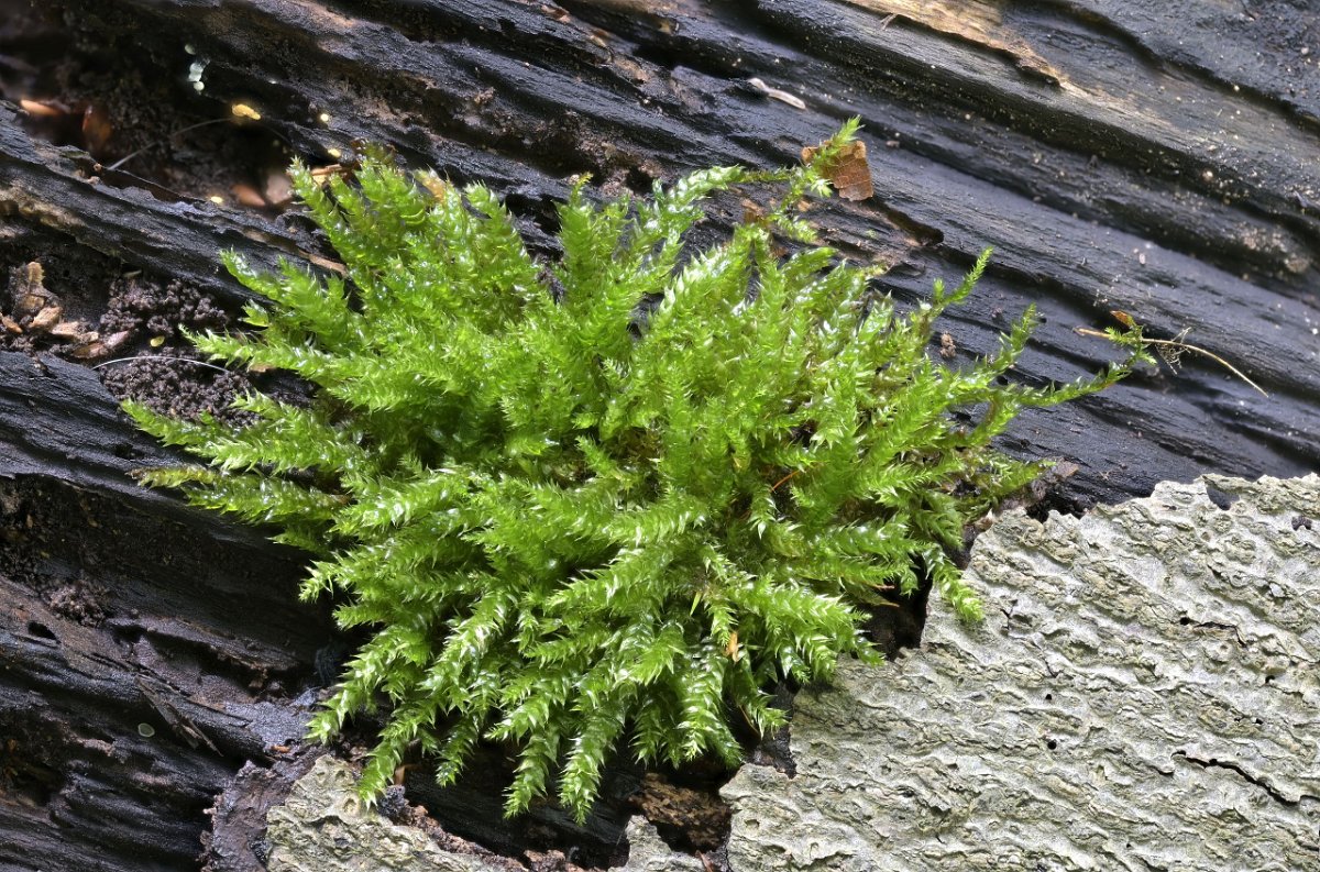 Ulrich (28)