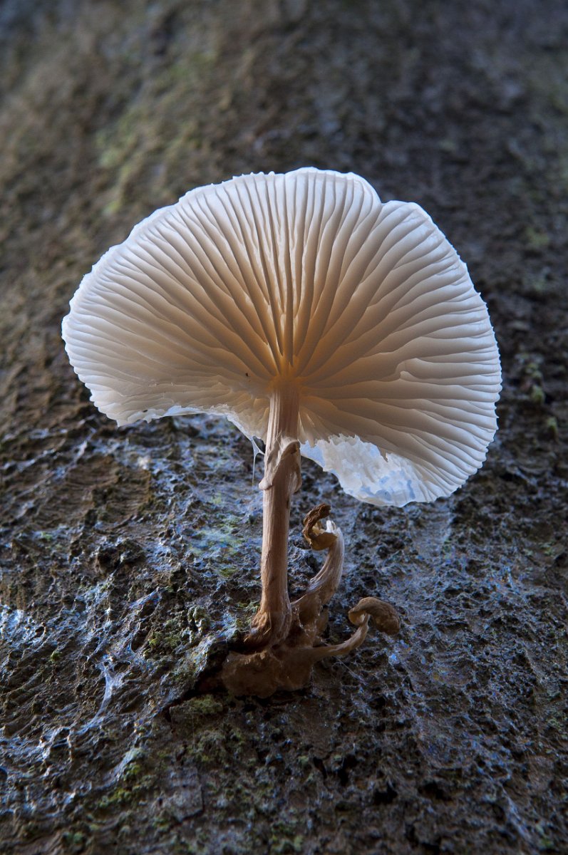Ulrich (35)