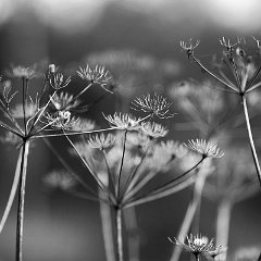 ffv_Marcus_Wenz-01