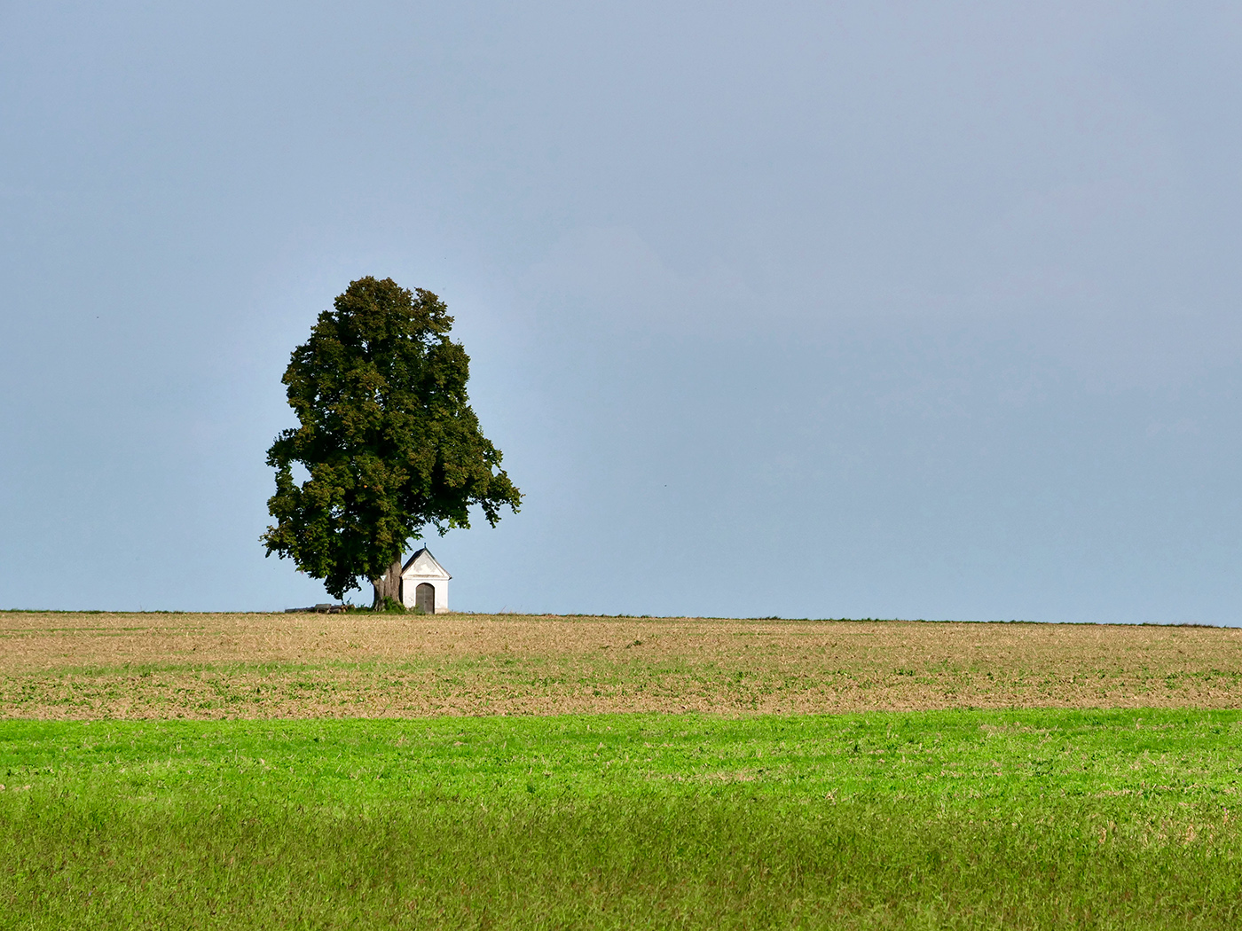 Bilder Bäume Solitär width=