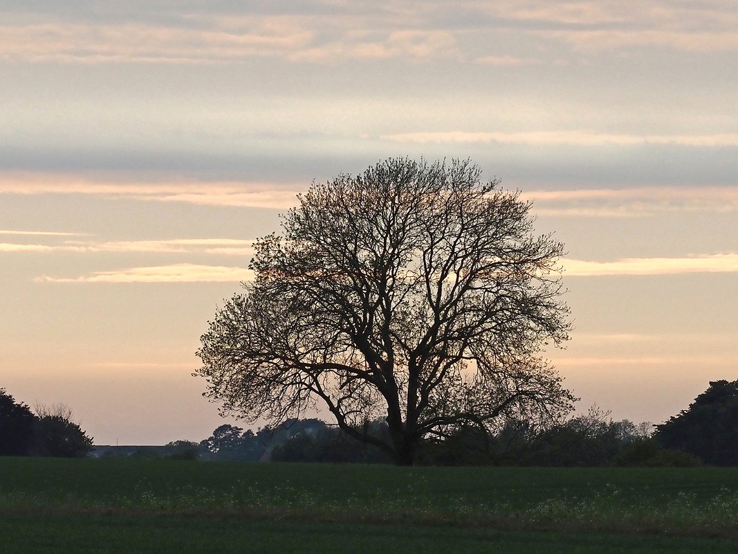Manfred_Malth-1