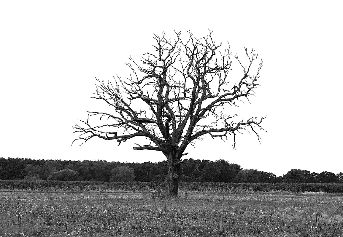 Marcus-Wenz-1