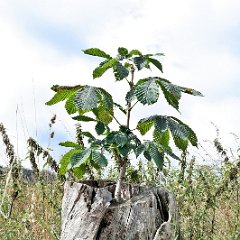 Eberhard_Altstaedt-1