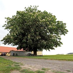 Manfred_Malth-3